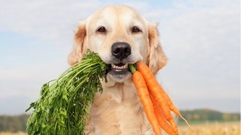 gezond vegetarisch variatie